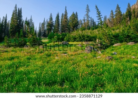High elevation alpine meadow with wildflowers in full bloom in the Strawberry Mountain Wilderness of Oregon near John Day in Central Oregon.