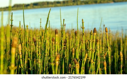 High Fern Bushes Against The Background Of The River, Macro Photo