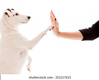 High Five Between A Dog And A Woman  