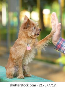 High Five Between The Man And His Dog