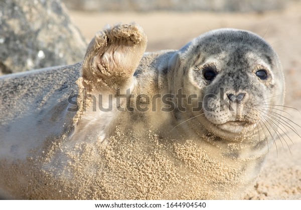 High
five. Cute seal waving. Funny animal meme image. Saying hi or bye
this beautiful baby seal is from the Horsey wild seal colony
Norfolk UK. Saying goodbye, sorry to see you
go.