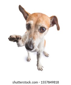 High Five Giving Cute Dog Jack Russell Terrier. Welcoming Waving. White Background. Hi!