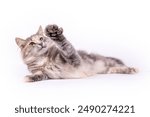 High five kitty, lying on her side with her paw up, isolated on white