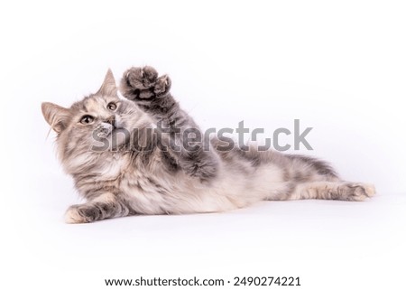 High five kitty, lying on her side with her paw up, isolated on white