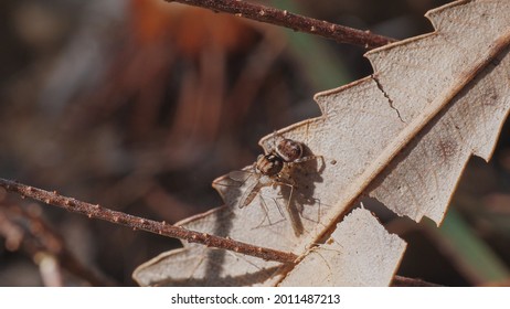 Fliegender Fisch High Res Stock Images Shutterstock