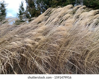 High Grass Near The Peconic Bay In Long Island.