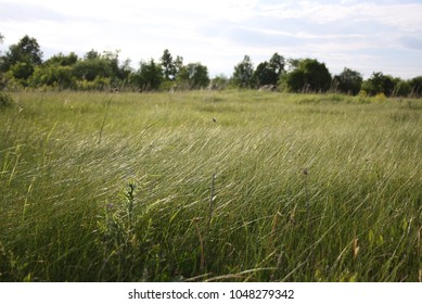 High Grassy Field 