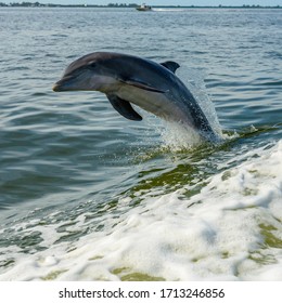 High Jump By Playful Dolphin In Gulf Of Mexico