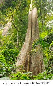 High Jungle Henri Pittier National Park Venezuela