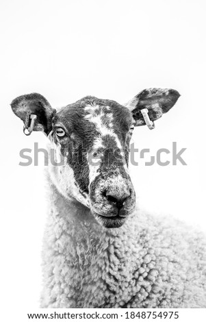 High Key Close Up Of A Sheep's Face, with sky in background