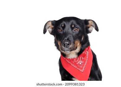 High Key Close-up Portrait Of A Mixed Breed Dog