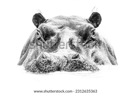 High Key Hippo in Black and White 