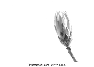 high key image of flower in monochrome. black and white photo of leaf on simple background. botanical fine art photograph of single plant. - Shutterstock ID 2249440875