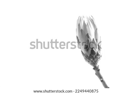 high key image of flower in monochrome. black and white photo of leaf on simple background. botanical fine art photograph of single plant.