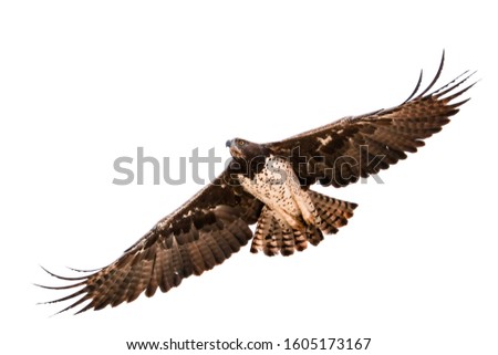 Similar – Awesome bird of prey in flight