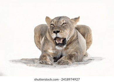 High key lioness. Lion resting in the sand in the Kgalagadi Transfrontier Park in South Africa - Powered by Shutterstock