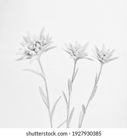 High key monochrome image of three edelweiss flowers. - Shutterstock ID 1927930385