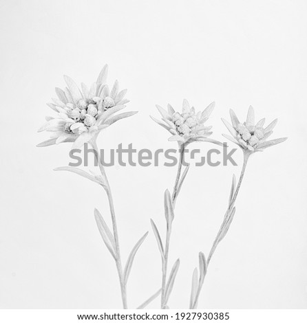 High key monochrome image of three edelweiss flowers.