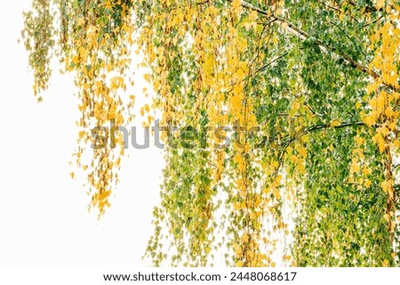 High key photo of fall leaves hanging off tree branch