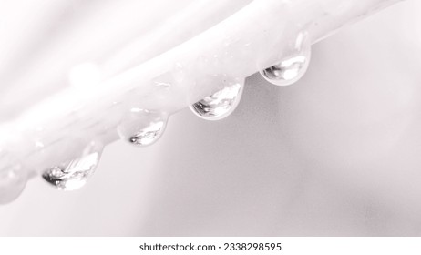 High key photography with defocused rain drops on the tree branch. Macro. Bright mood - Shutterstock ID 2338298595