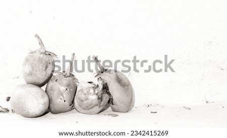 High key photography still life with Mimusops Elengi, also known as Spanish Cherry, isolated on white background. Bright mood. Close up. Soft focus. Black and White