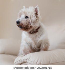 High key portrait of a scottish terrier - Shutterstock ID 2022801716