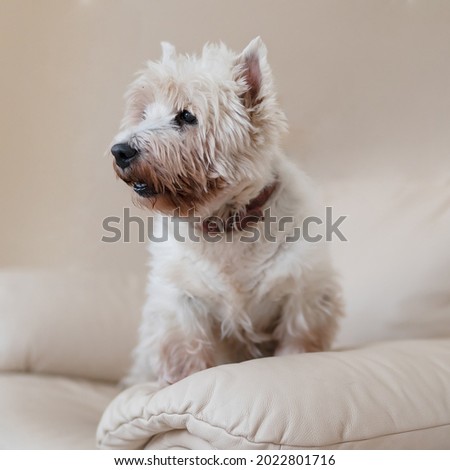 High key portrait of a scottish terrier