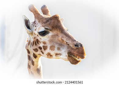 High Key Portrait Of A Tall Giraffe