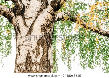High key shot of white tree trunk with green and yellow leaves hanging