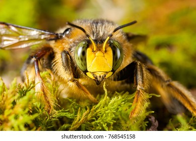 mamangaba images stock photos vectors shutterstock