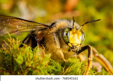 mamangaba images stock photos vectors shutterstock