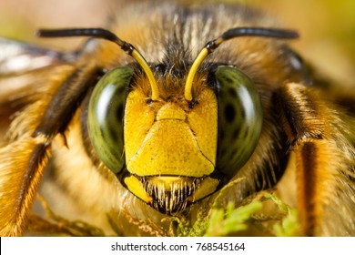 mamangaba images stock photos vectors shutterstock