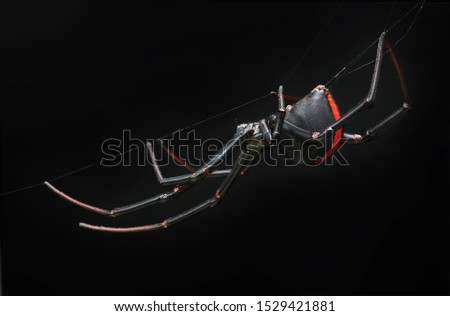 High magnification of female redback spider (black widow) hanging on it web in dark enviroment