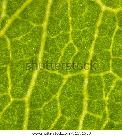 High magnification of leaf tissue under microscope
