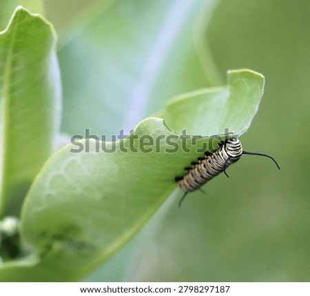 High magnification macro capture of a small striped Monarch caterpillar contentedly munching on the soft tissue of a milkweed leaf blade.