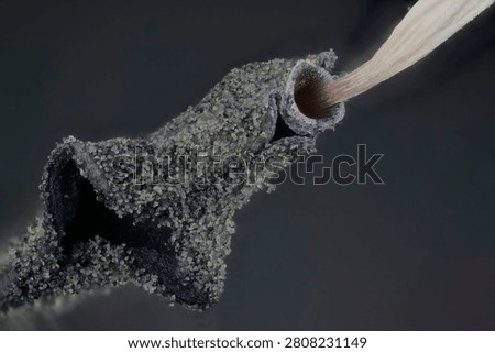 High magnification macro microscopy documenting the mechanical dehiscing process and cell walls rupture of a tulip stamen anther. The image illustrates microscopic pollen grain dispersion granular exine textures and filament interaction areas under five times magnification microscope objective. Distinct anatomical features of the plant reproductive system cellular margins of the locule walls and biological micro texturing offer empirical reference data for research in palynology plant anatomy botany and agricultural material profiling studies