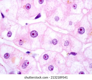 High magnification micrograph of liver cells or hepatocytes showing a large nucleolus stained with eosin. There is a hepatocyte with a large nucleus and other binucleated. These cells are polyploid. - Shutterstock ID 2132189541