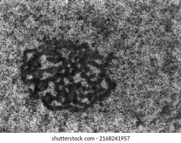 High Magnification TEM Micrograph Of The Nucleolus Of A Hepatocyte Showing The Dense Fibrillar Component And The Granular Component.