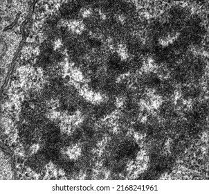 High Magnification TEM Micrograph Of The Nucleolus Of A Hepatocyte Showing The Dense Fibrillar Component And The Granular Component.