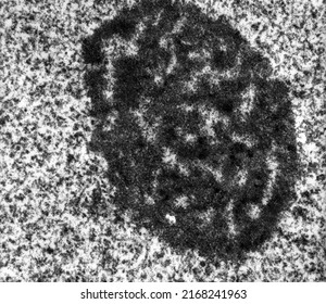 High Magnification TEM Micrograph Of The Nucleolus Of A Hepatocyte Showing The Dense Fibrillar Component And The Granular Component.