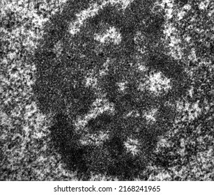 High Magnification TEM Micrograph Of The Nucleolus Of A Hepatocyte Showing The Dense Fibrillar Component And The Granular Component.