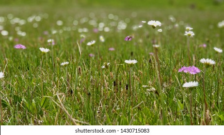 High moor meadow with spring flowers in fresh, tender green.