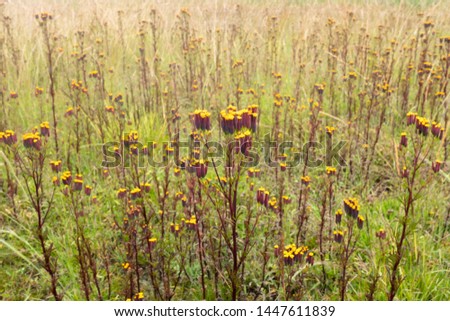 Similar – Foto Bild Camourflage Bodenbelag