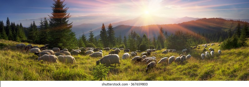  High in the mountains shepherds graze cattle among the panorama of wild forests and fields of the Carpathians. After the rain is a beautiful mist at dawn. Sheep provide wool and milk, meat - Powered by Shutterstock