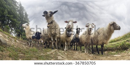 Similar – Sheep in winter in snow with thick fur