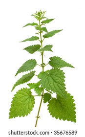 High Nettle Plant Isolated On White