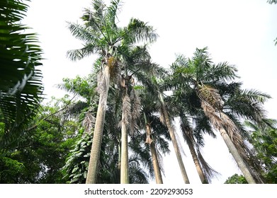 High Palm Trees Growing On The Park, Low Angle Level