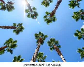 High Palm Trees In The Olympic Park In Sochi.