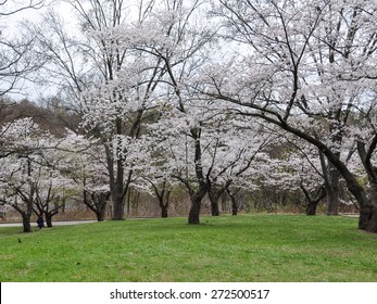 High Park Cherry Blossom