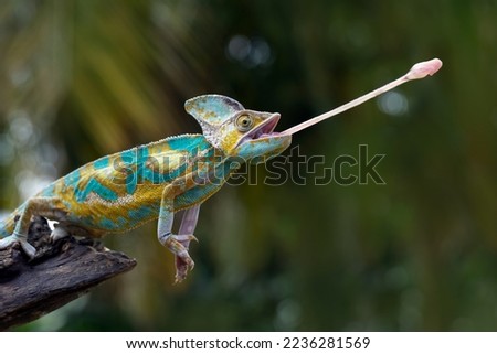 High Pied veiled chameleon on wood, High Pied veiled chameleon closeup with natural background, animal closeup, High Pied veiled chameleon catches prey with its tongue
